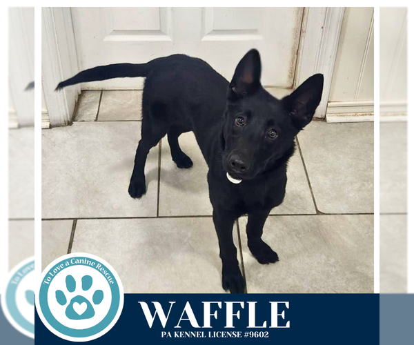 Medium Photo #1 Labrador Retriever-Unknown Mix Puppy For Sale in Kimberton, PA, USA