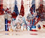 Small Photo #94 Chihuahua Puppy For Sale in CHARLESTON, AR, USA