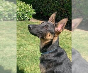German Shepherd Dog-Unknown Mix Dogs for adoption in Lake Forest, CA, USA