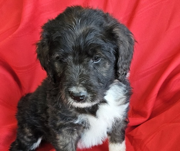 View Ad: Border Collie-Bordoodle Mix Litter of Puppies for Sale near ...