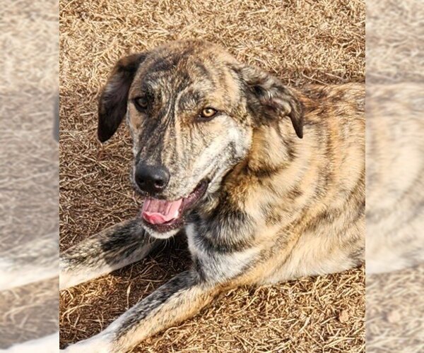 Medium Photo #5 Catahoula Leopard Dog-Great Pyrenees Mix Puppy For Sale in Clinton, OK, USA