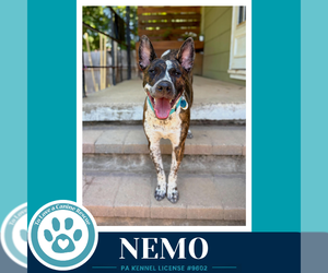Mutt Dogs for adoption in Kimberton, PA, USA