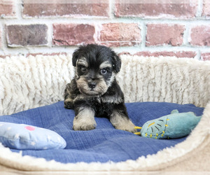 Schnauzer (Miniature) Puppy for sale in SYRACUSE, IN, USA