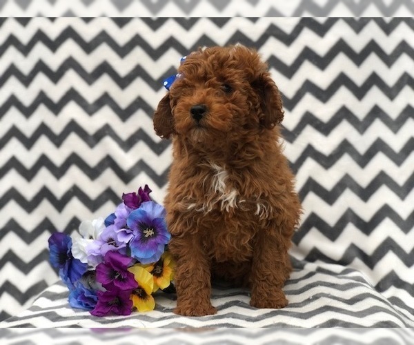 Medium Photo #6 Poodle (Toy) Puppy For Sale in EAST EARL, PA, USA