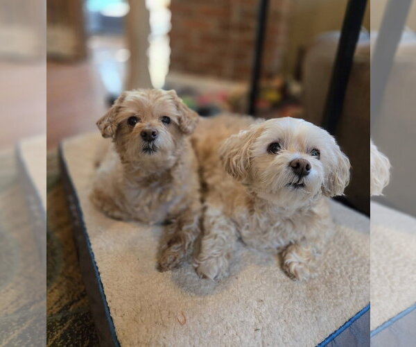 Medium Photo #1 Shih-Poo Puppy For Sale in Rochester, NY, USA