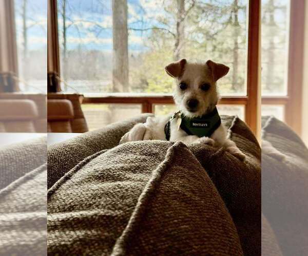 Medium Photo #4 Malchi Puppy For Sale in Mundelein, IL, USA