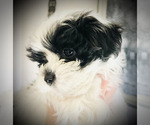 Puppy 3 Maltese