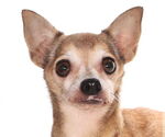 Small #2 Chihuahua Mix