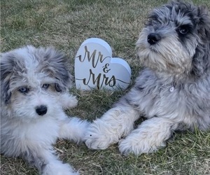 Mother of the F2 Aussiedoodle puppies born on 04/27/2022