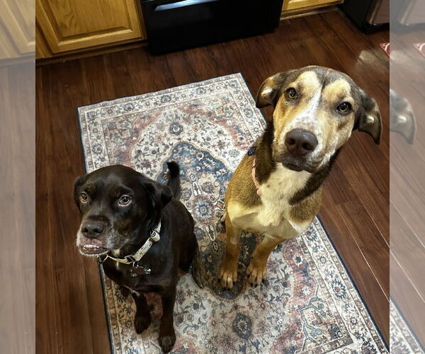 Medium Photo #13 German Shepherd Dog-Great Dane Mix Puppy For Sale in Fargo, ND, USA