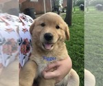 Small #7 Golden Retriever