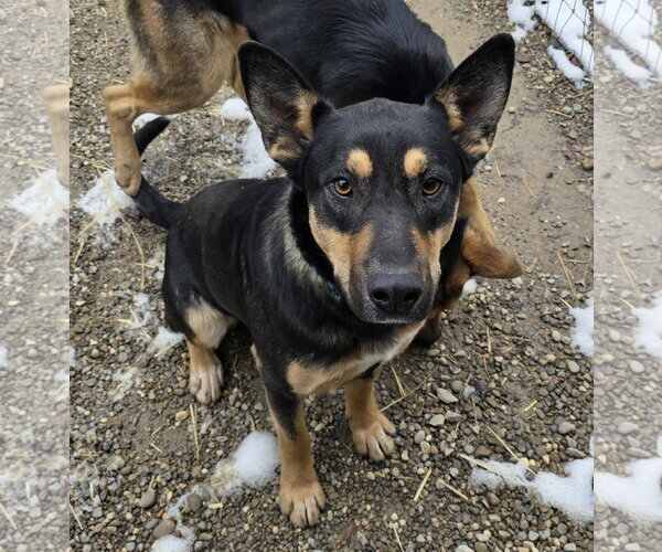 Medium Photo #2 German Shepherd Dog-Unknown Mix Puppy For Sale in Woodsfield, OH, USA