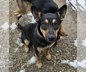 Coupe - Male German Shepherd Dog-Unknown Mix Dog for Adoption - Photo #2