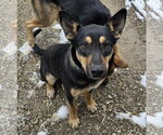 Small #1 German Shepherd Dog Mix