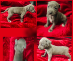 Small #1 American Pit Bull Terrier