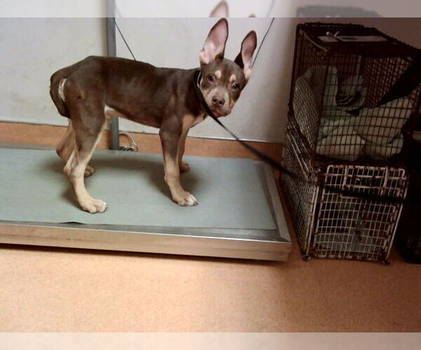 Medium Photo #1 American Pit Bull Terrier-Unknown Mix Puppy For Sale in Martinez, CA, USA
