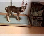 Small American Pit Bull Terrier Mix