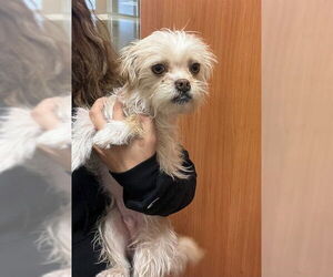 Mutt Dogs for adoption in Riverside, CA, USA