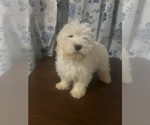 Small #46 Havanese