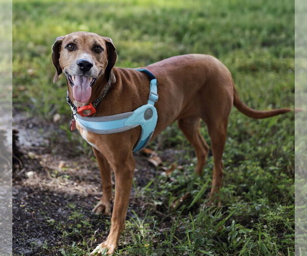 Medium Photo #8 Redbone Coonhound Puppy For Sale in Davie, FL, USA