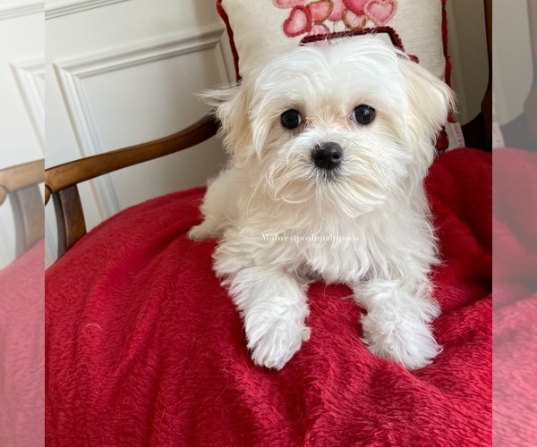 Medium Photo #1 Maltese-Poodle (Toy) Mix Puppy For Sale in MOKENA, IL, USA