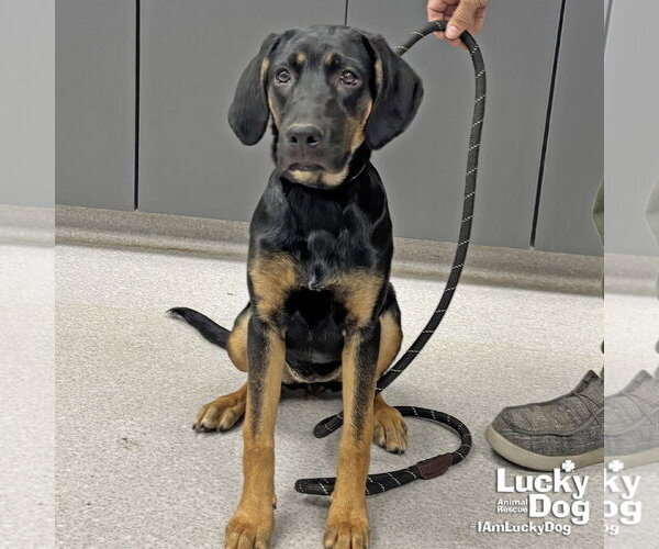 Medium Photo #1 Mutt Puppy For Sale in Washington, DC, USA