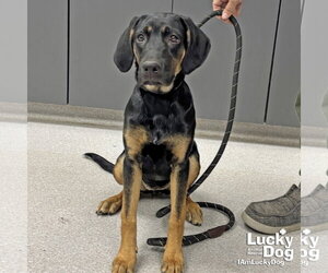 Mutt Dogs for adoption in Washington, DC, USA