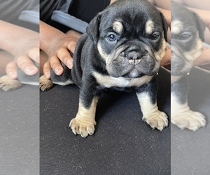 American Bully Puppy for sale in WILLIMANTIC, CT, USA