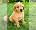 Small #1 Golden Retriever