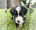 Image preview for Ad Listing. Nickname: Rue