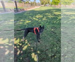 Small Akita-American Pit Bull Terrier Mix