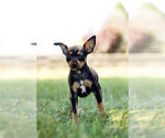 Small Photo #3 Miniature Pinscher Puppy For Sale in WARSAW, IN, USA