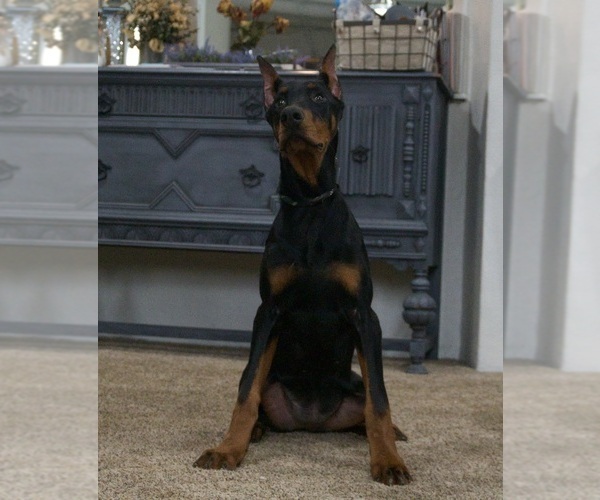 Medium Photo #5 Doberman Pinscher Puppy For Sale in WARSAW, IN, USA