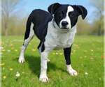 Small Border Collie Mix