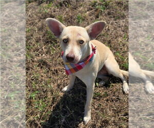 Blair - Female Siberian Husky-Unknown Mix Dog for Adoption - Photo #2