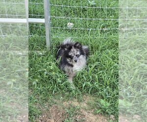 Father of the Pomeranian puppies born on 04/29/2026
