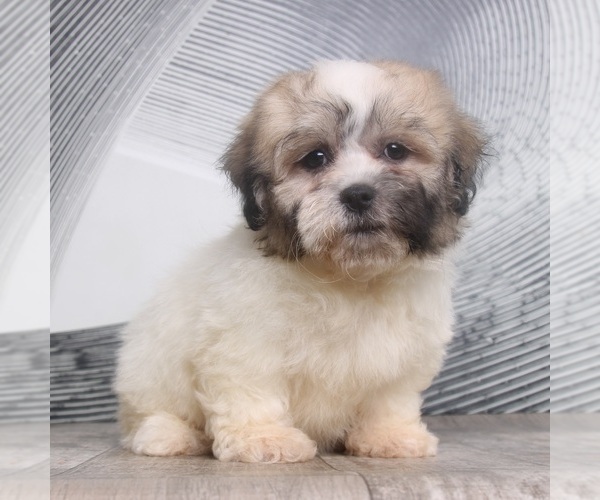 Medium Photo #2 Zuchon Puppy For Sale in WESTPOINT, IN, USA