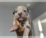 Small Photo #11 American Bully Puppy For Sale in DELTONA, FL, USA