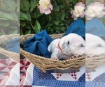 Small #14 Dalmatian