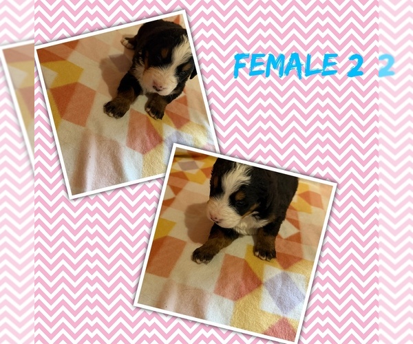 Medium Photo #1 Bernese Mountain Dog Puppy For Sale in ARGONNE, WI, USA