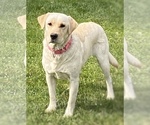Small Photo #1 English Cream Golden Retriever-Labrador Retriever Mix Puppy For Sale in ASHLAND, WI, USA