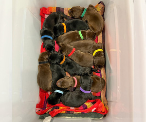Doberman Pinscher Puppy for sale in LAKELAND, FL, USA