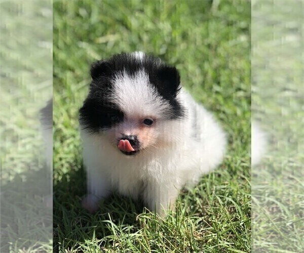 Medium Photo #8 Pomeranian Puppy For Sale in MIAMI, FL, USA
