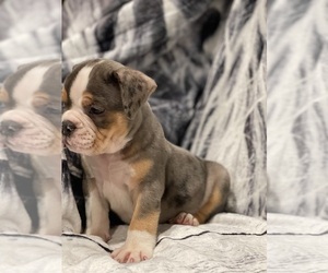 Olde English Bulldogge Puppy for sale in SMITHS GROVE, KY, USA