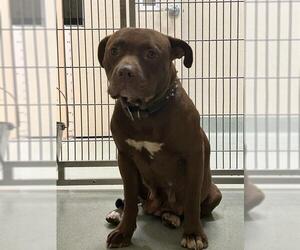 American Pit Bull Terrier Dogs for adoption in Placerville, CA, USA