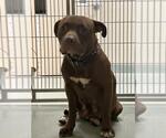 Small American Pit Bull Terrier