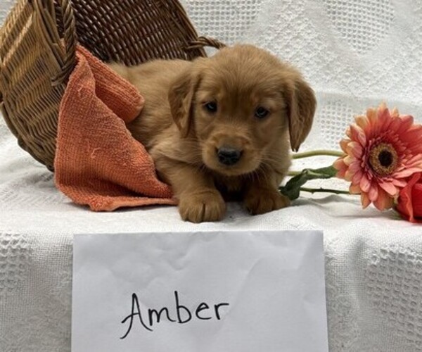 Medium Photo #4 Golden Retriever Puppy For Sale in OWEN, WI, USA