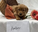 Small #3 Golden Retriever