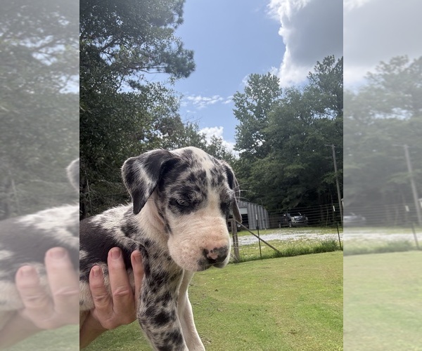 Medium Photo #4 Great Dane Puppy For Sale in CLANTON, AL, USA