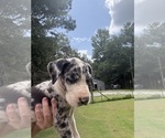Small #3 Great Dane